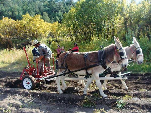 The Gemini Farm donkeys pull their weight in the fields by helping pull potatoes.